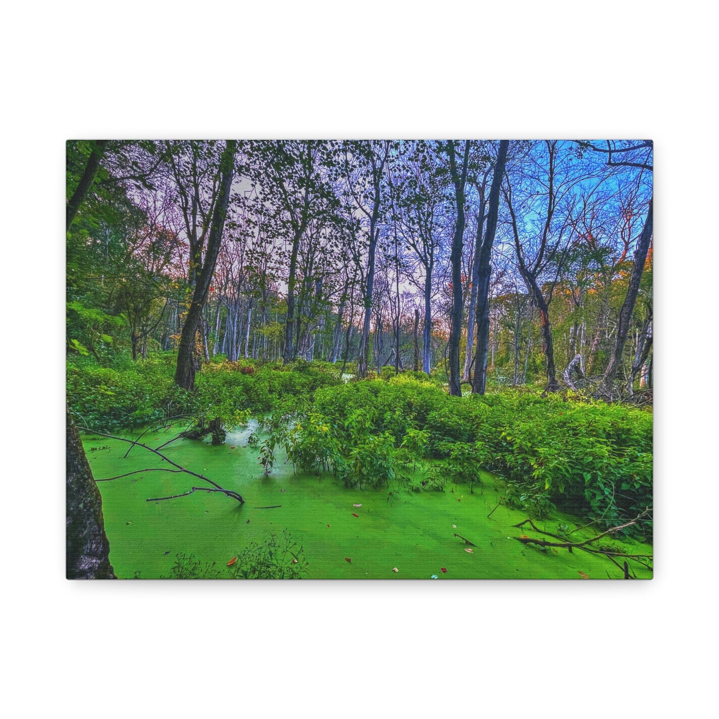 Canvas Print - Lush Forest Sunset