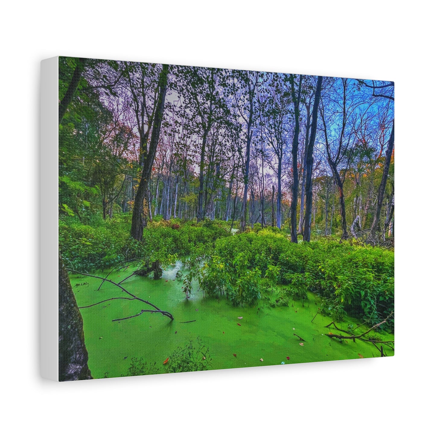 Canvas Print - Lush Forest Sunset